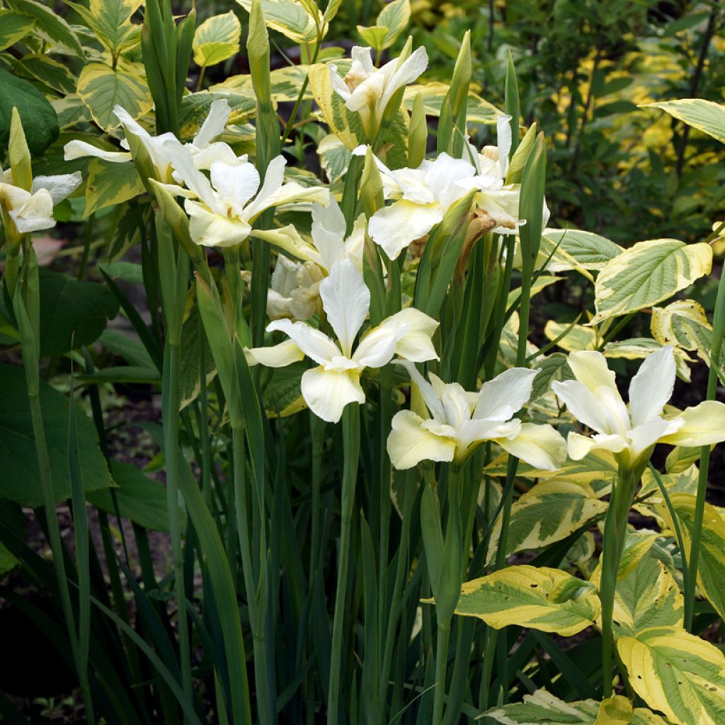 Cornus sericea Hedgerow's Gold