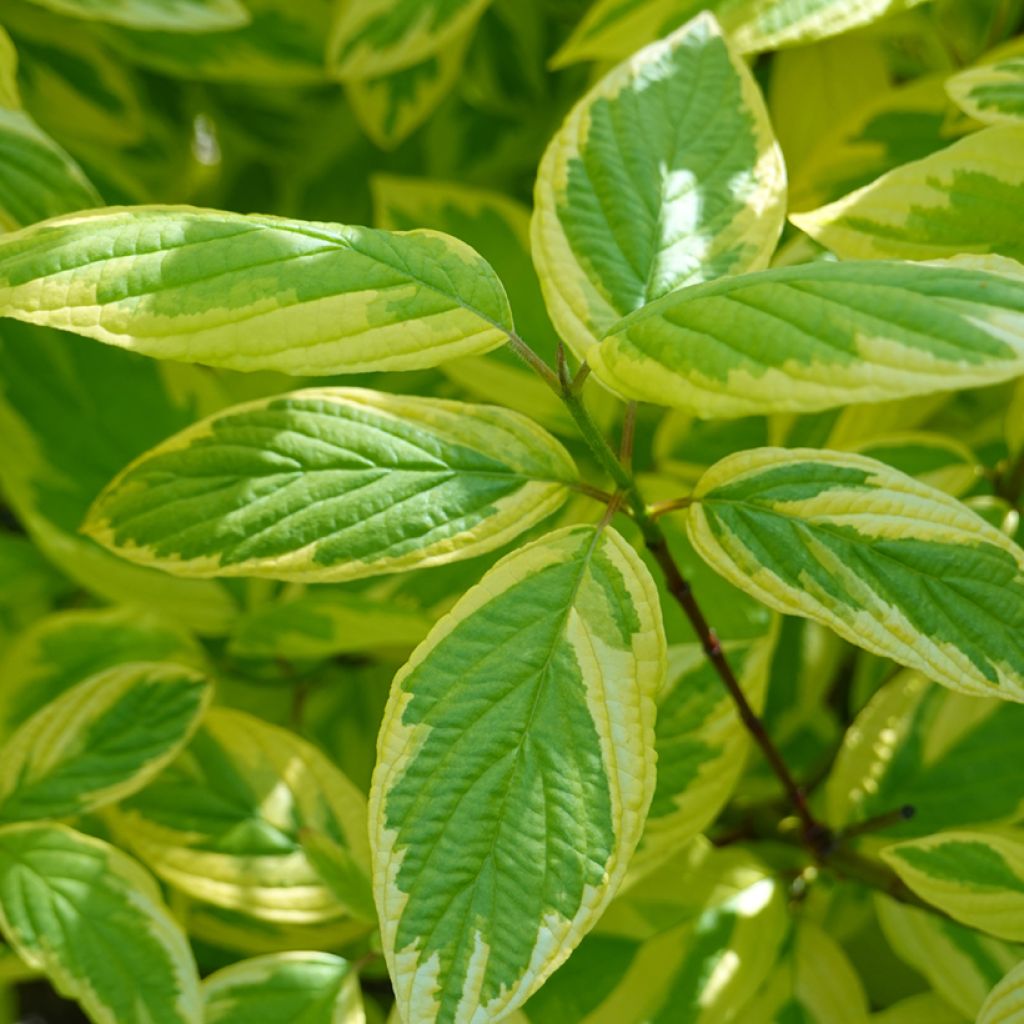 Cornus sericea Hedgerow's Gold