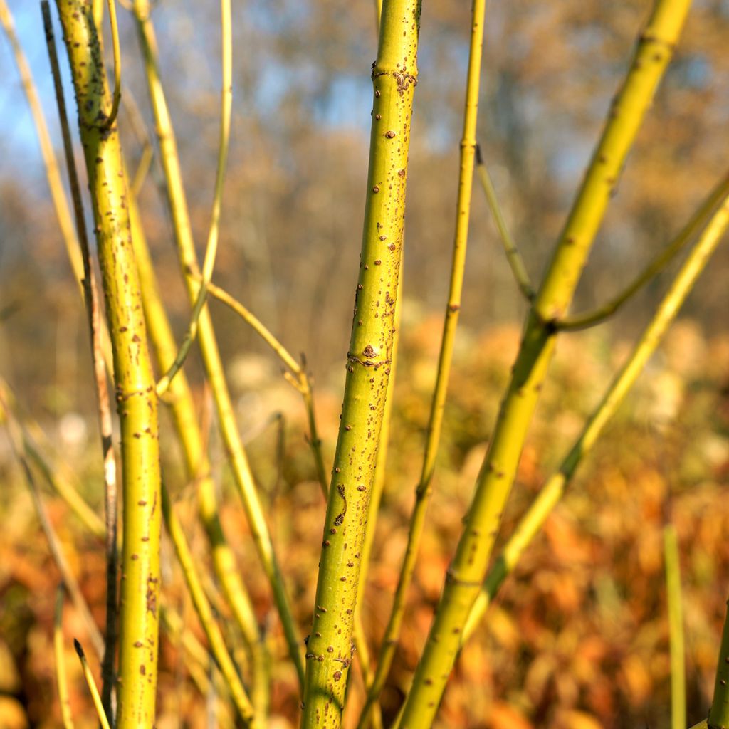Cornus sericea Flaviramea