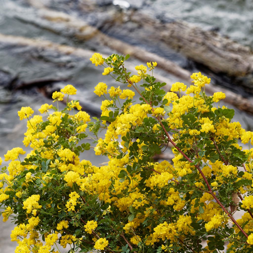 Hippocrepis emerus - Cornetta dondolina