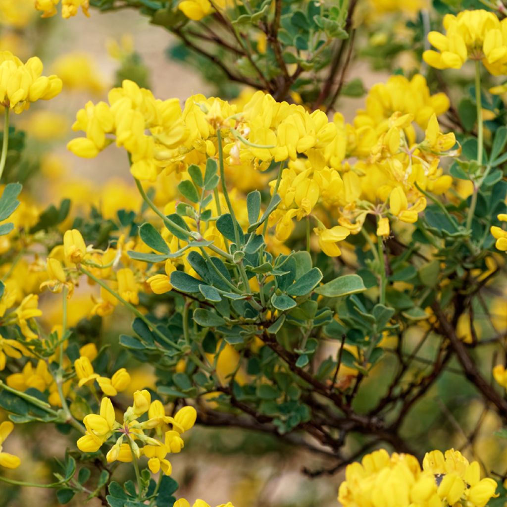 Hippocrepis emerus - Cornetta dondolina
