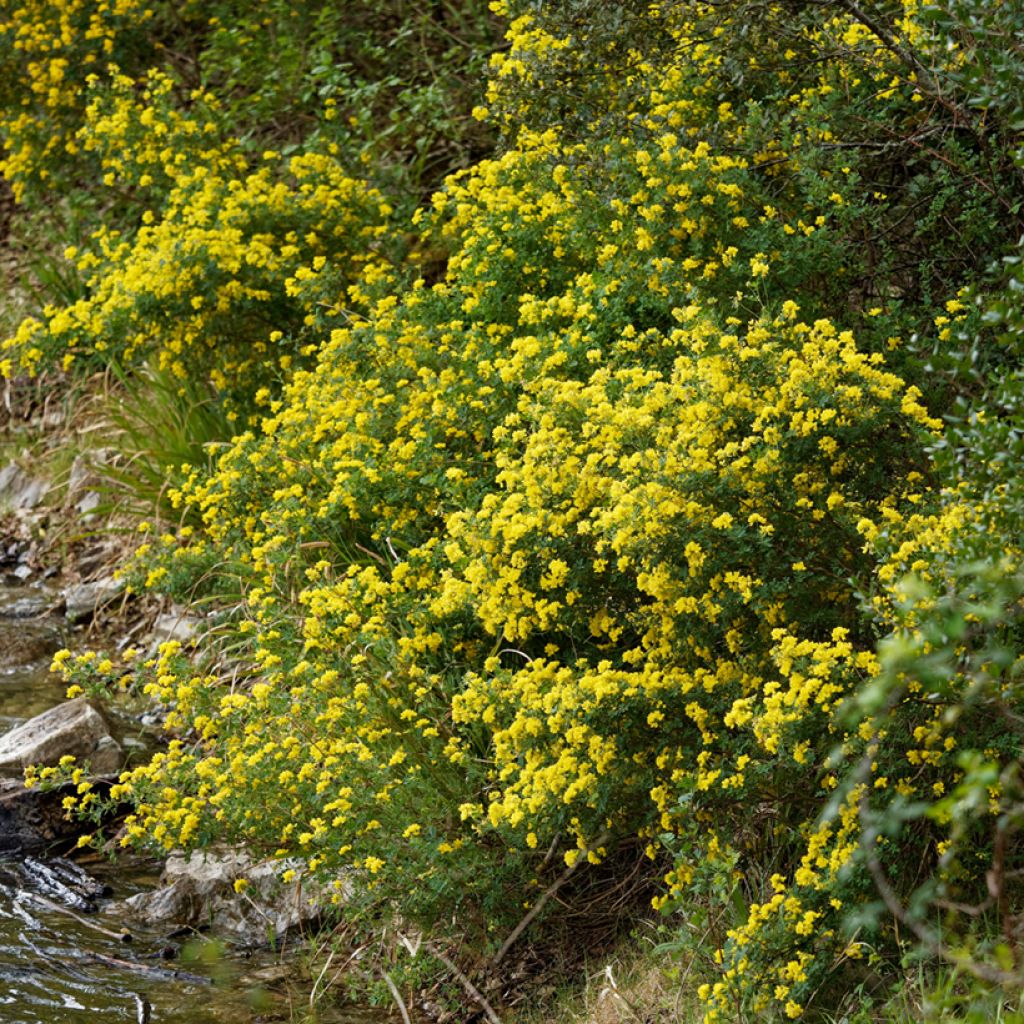 Hippocrepis emerus - Cornetta dondolina
