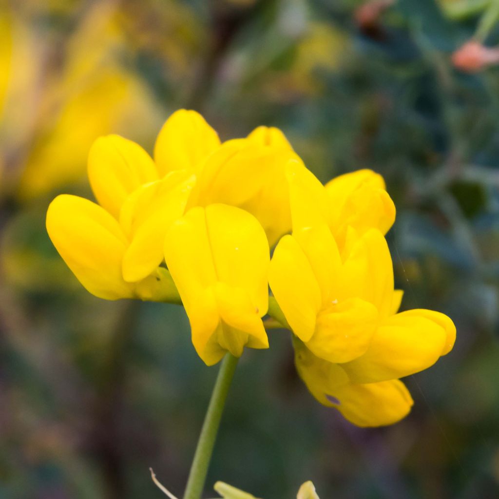 Coronilla valentina subsp. glauca