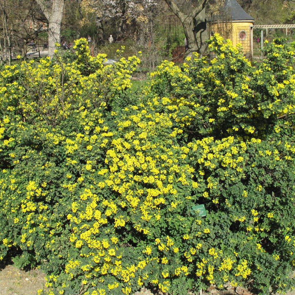 Coronilla valentina subsp. glauca