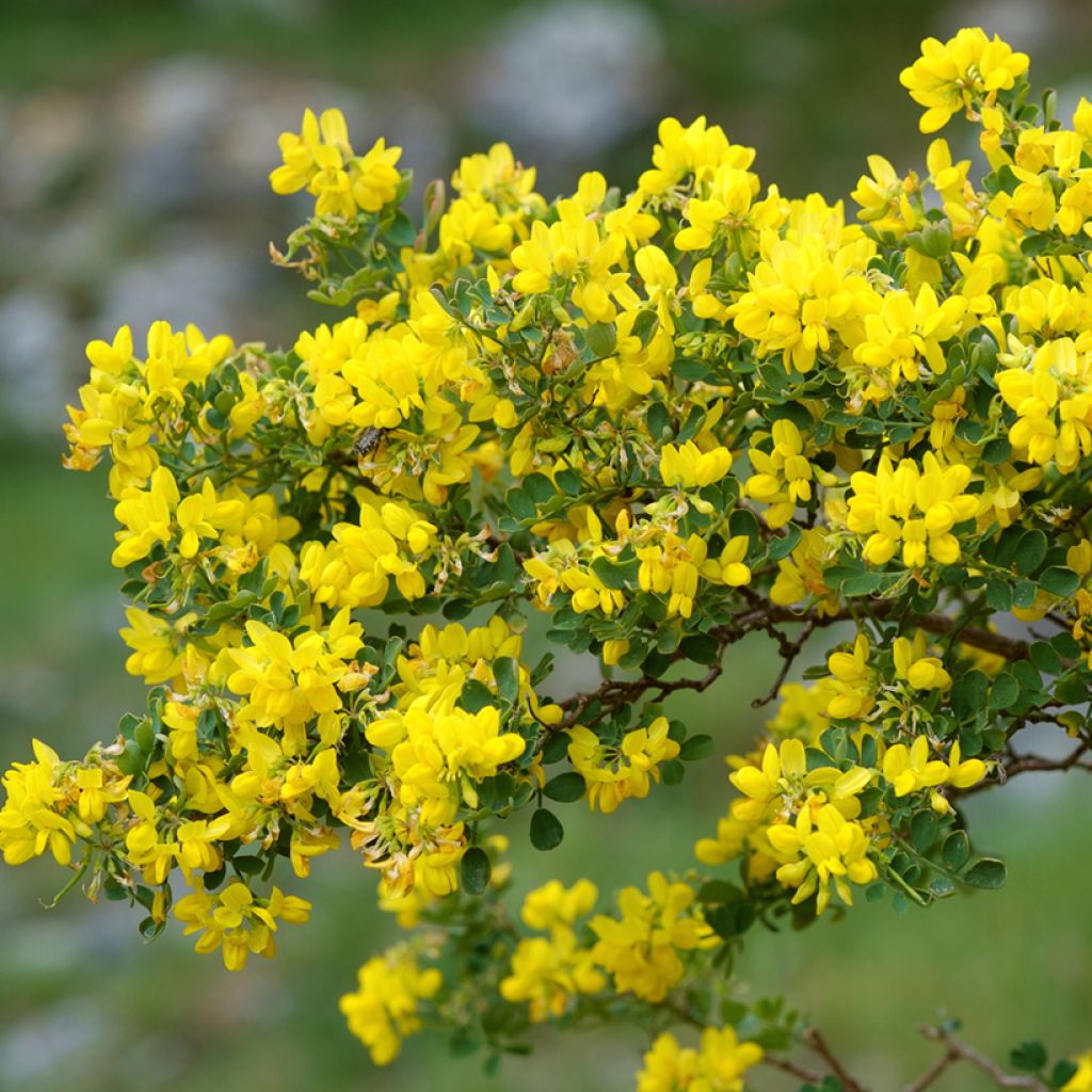 Coronilla valentina subsp. glauca