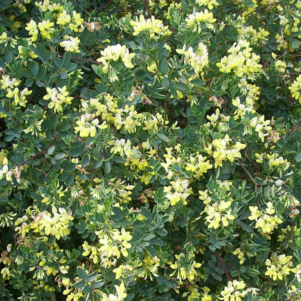 Coronilla valentina subsp. glauca Citrina