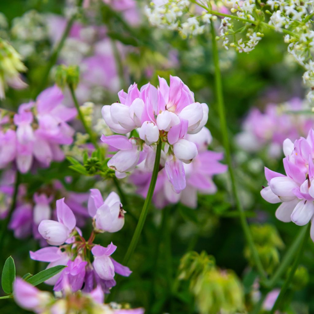 Coronilla varia - Cornetta ginestrina