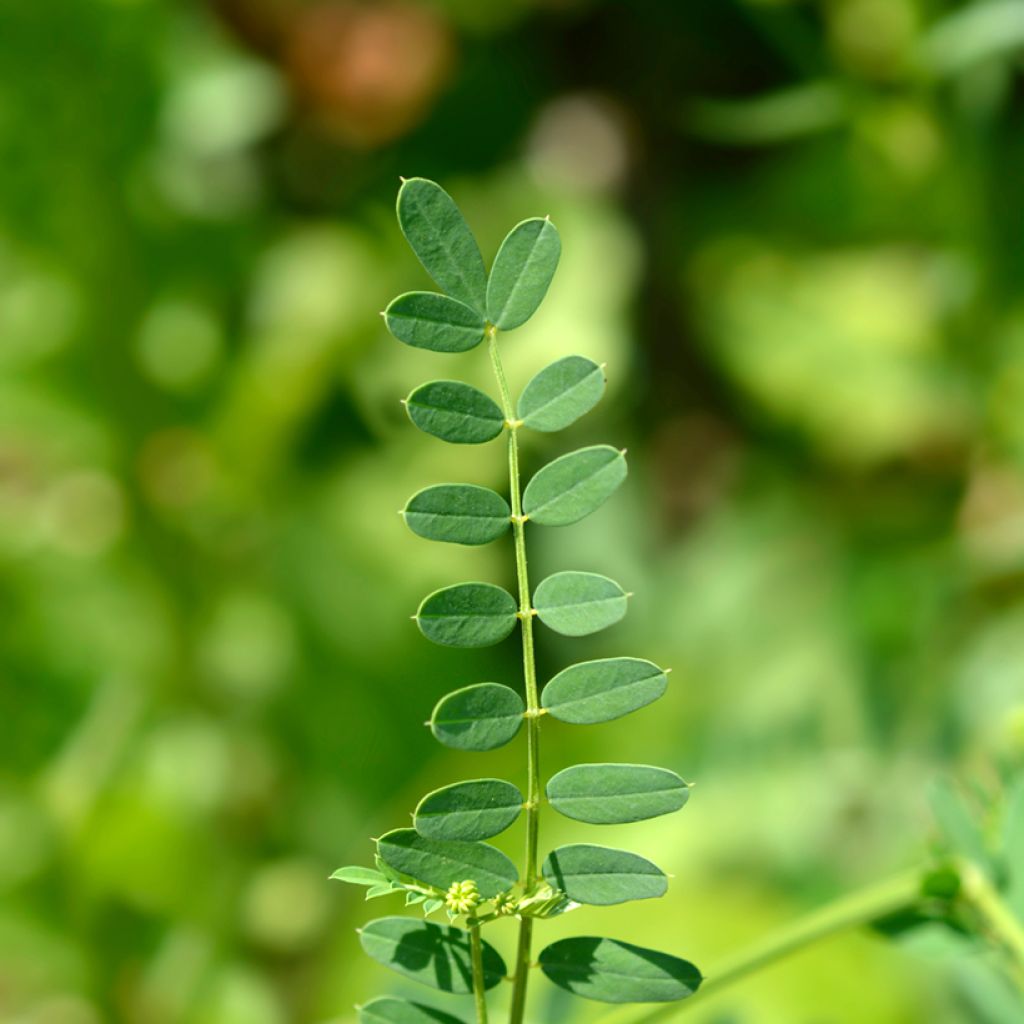 Coronilla varia - Cornetta ginestrina