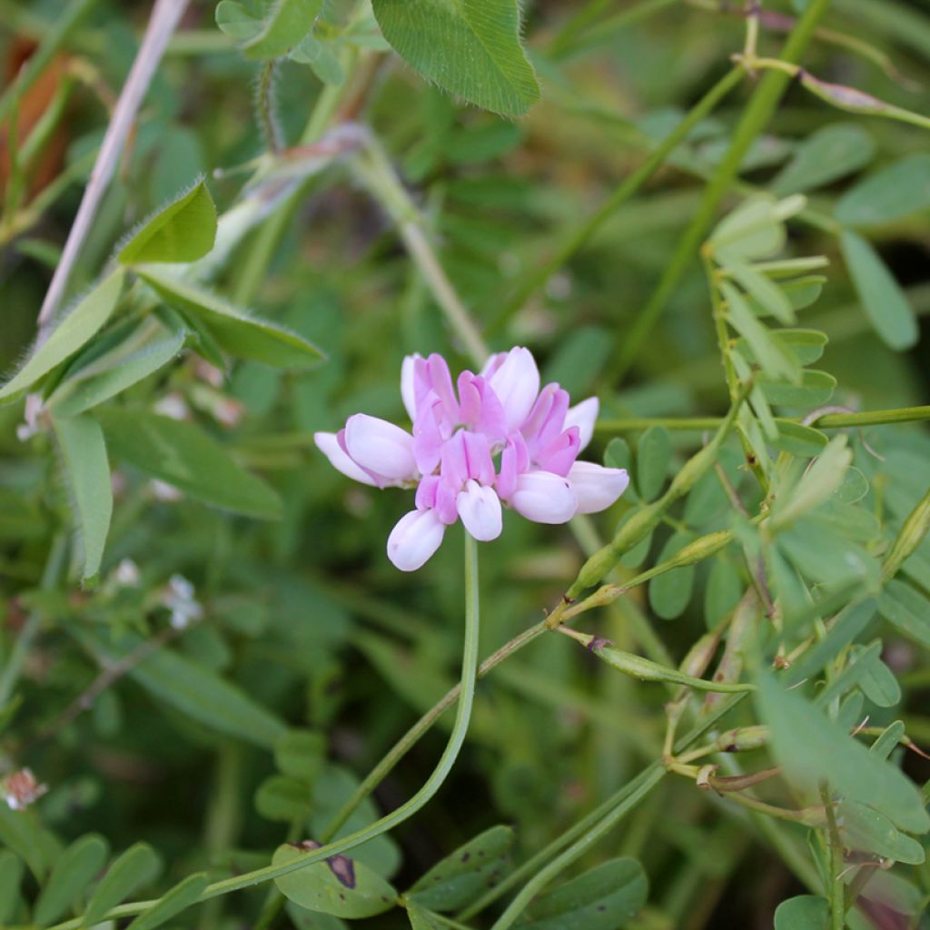 Coronilla varia - Cornetta ginestrina