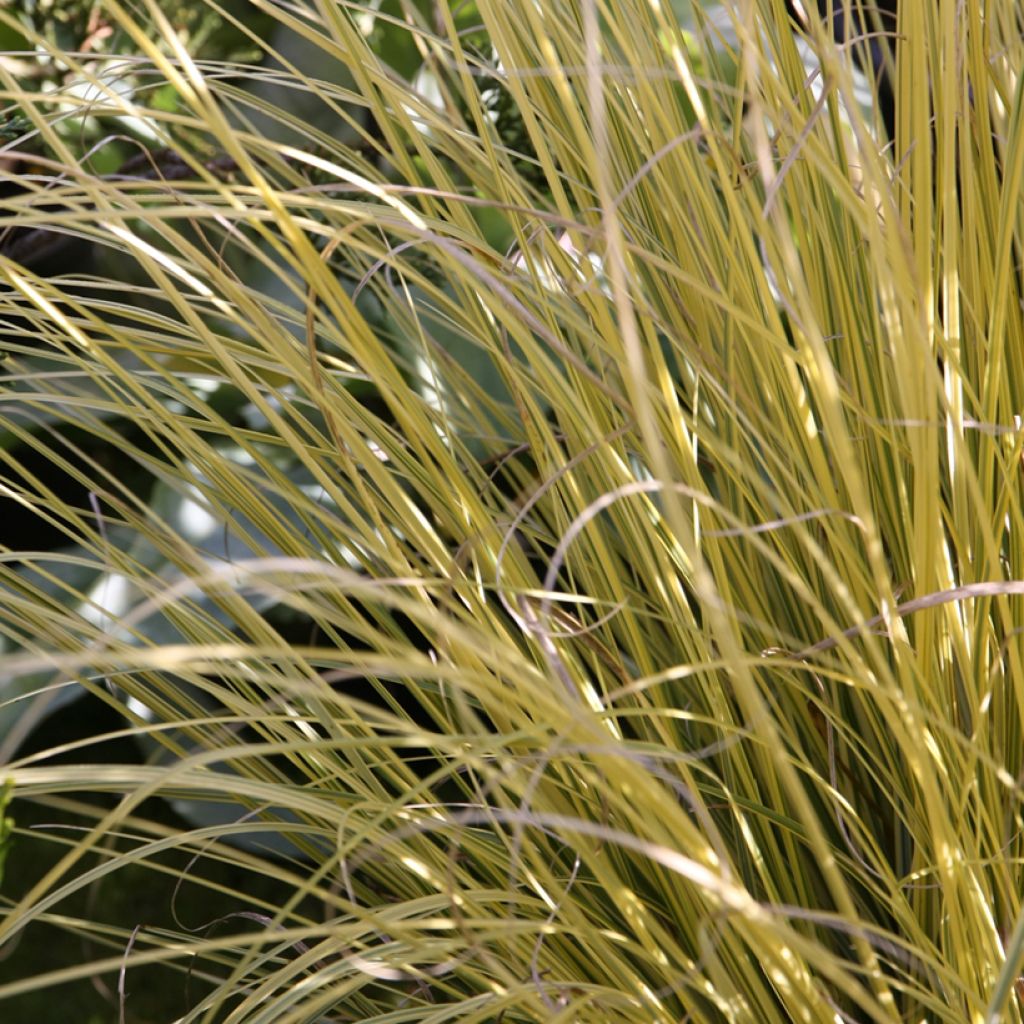 Cortaderia selloana Splendid Star - Erba delle Pampas