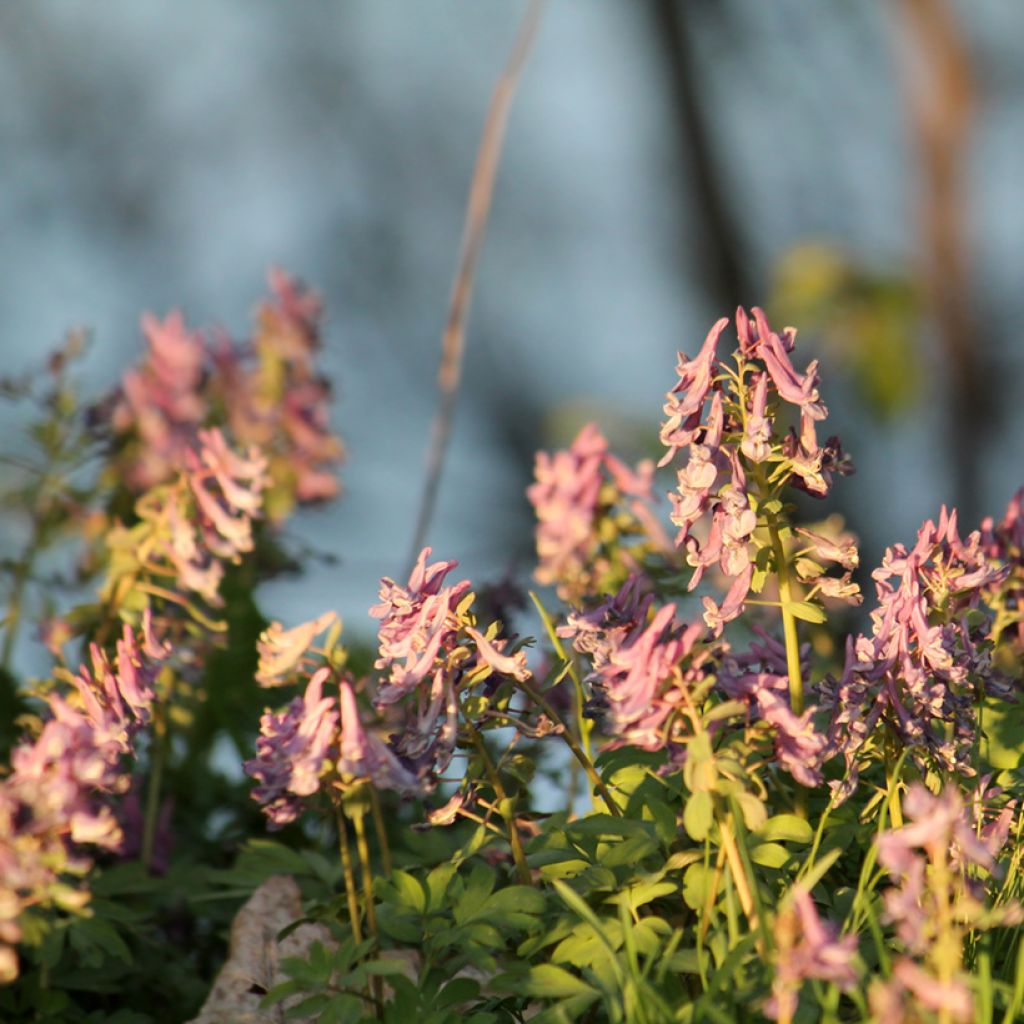 Corydalis solida Beth Evans - Corydale bulbeuse