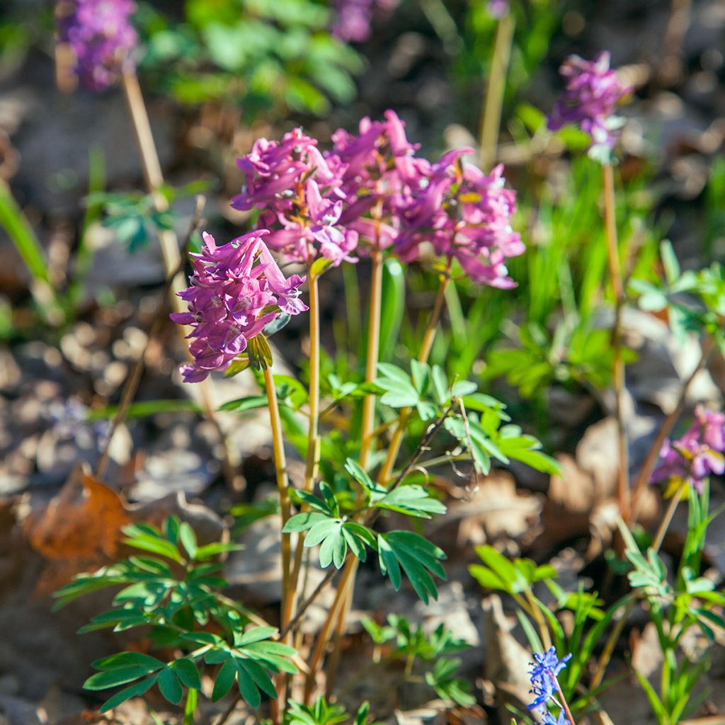 Corydalis solida ssp. solida - Colombina solida