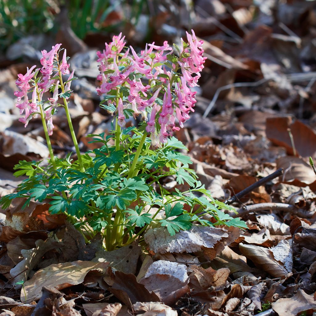 Corydalis solida ssp. solida - Colombina solida