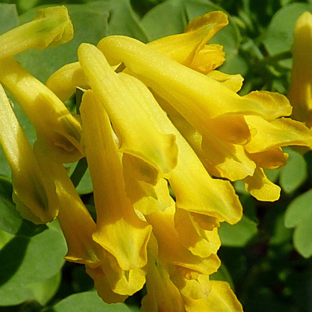Corydalis lutea - Corydale - Fumeterre