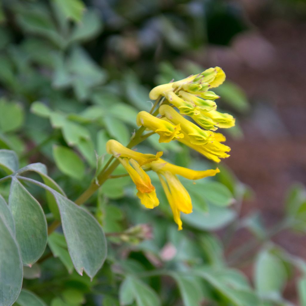Corydalis lutea - Colombina gialla