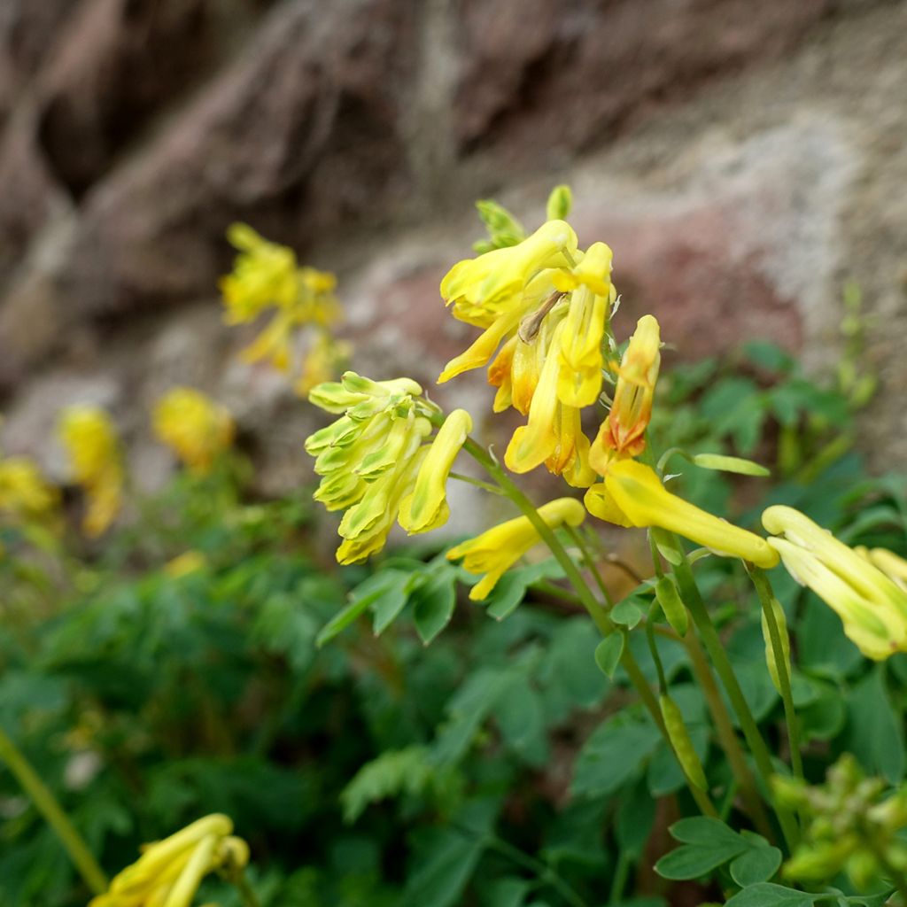 Corydalis lutea - Colombina gialla