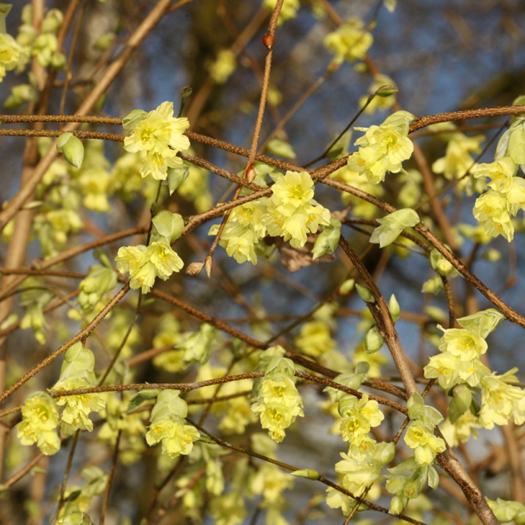Corylopsis sinensis var. sinensis - Falso nocciolo
