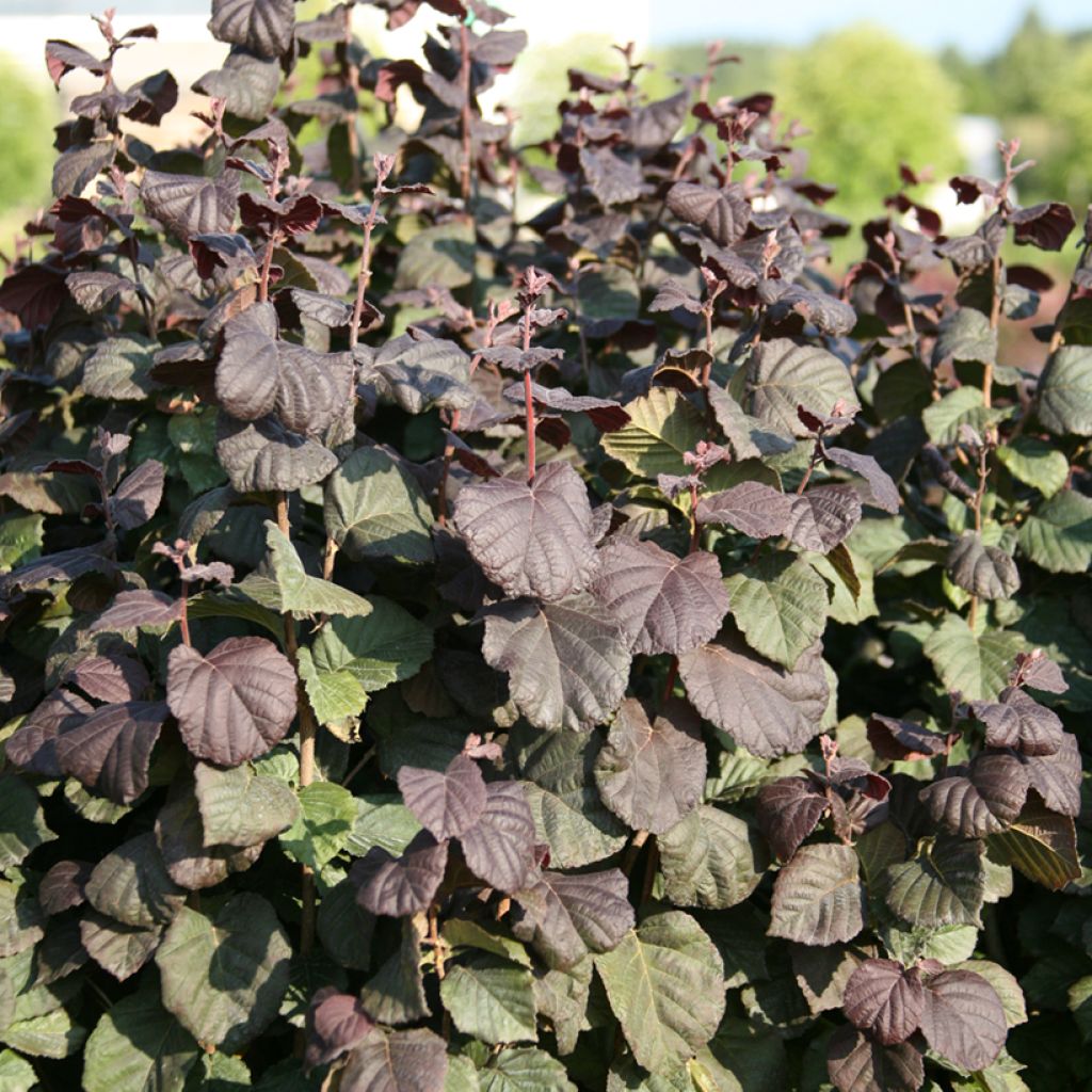 Corylus avellana Anny's Red Dwarf - Nocciòlo