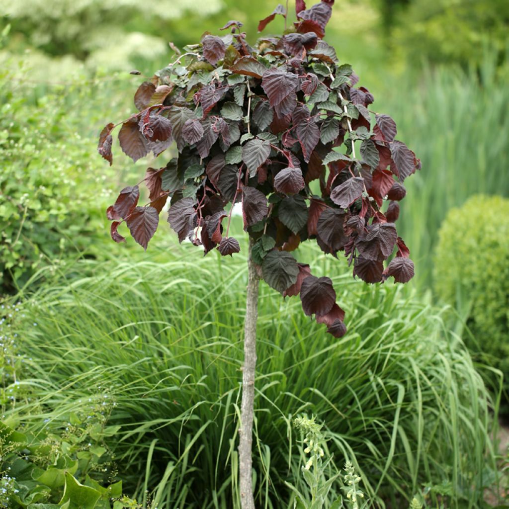 Corylus avellana Purple Umbrella - Nocciòlo