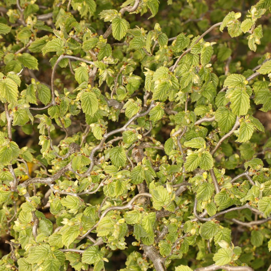 Corylus avellana Twister - Nocciòlo