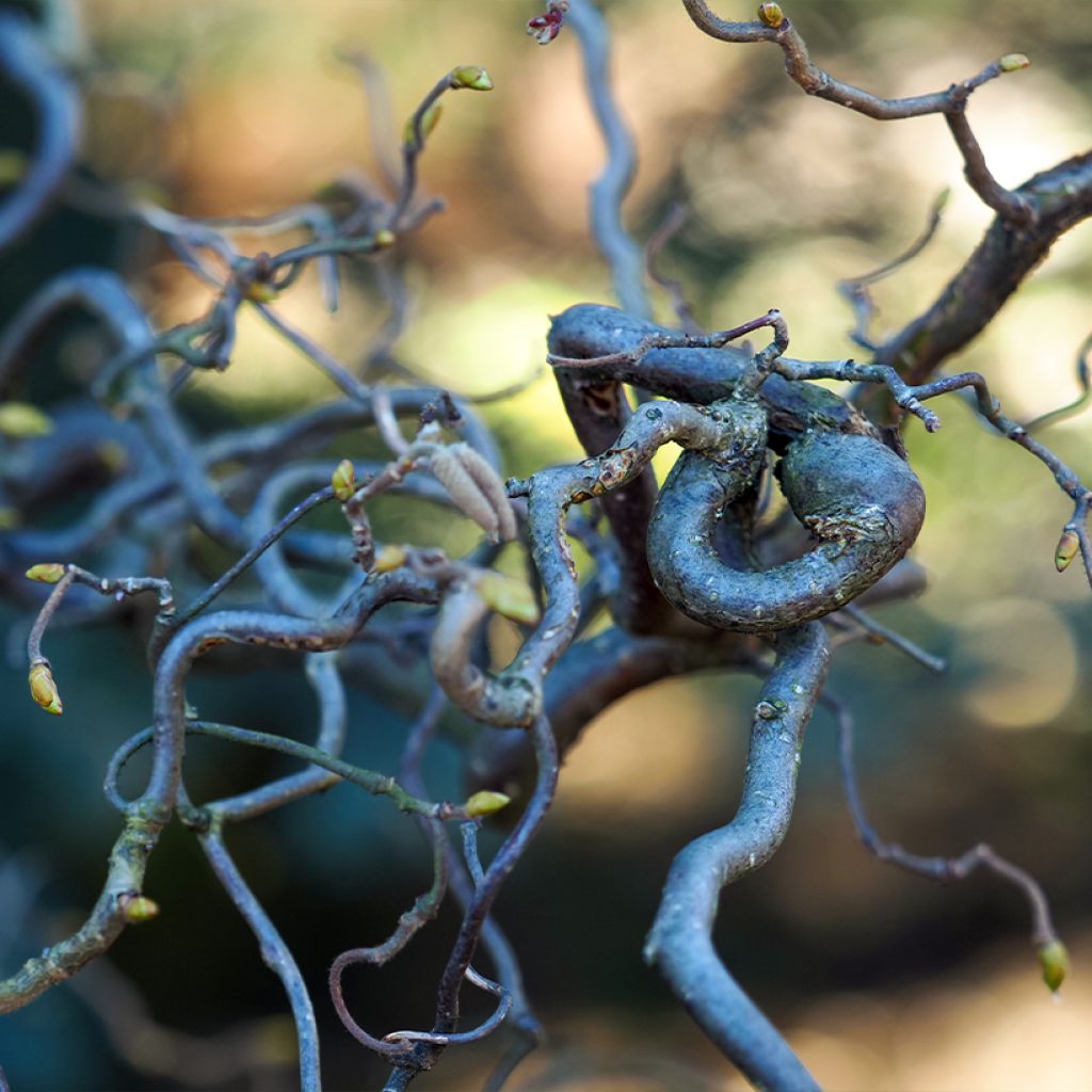 Corylus avellana Medusa - Nocciolo comune