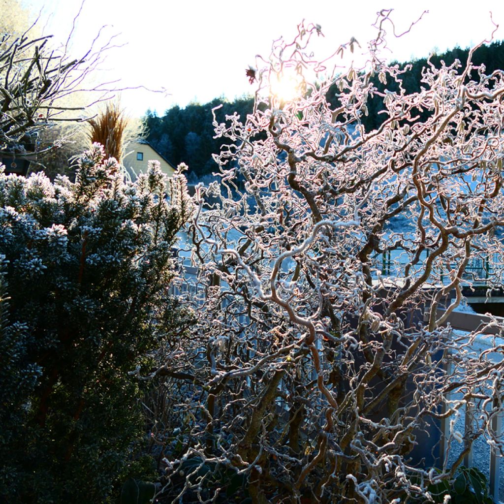 Corylus avellana Medusa - Nocciolo comune