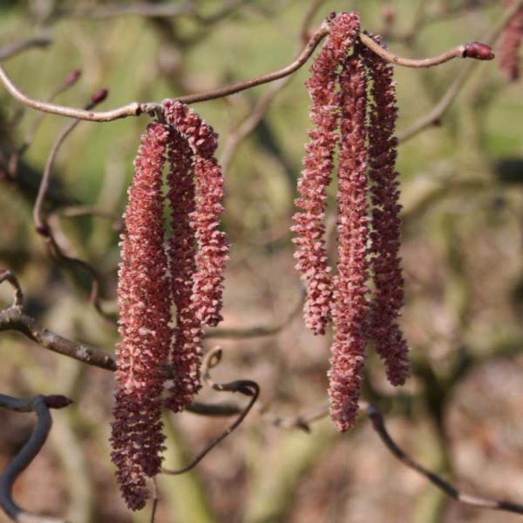 Corylus avellana Red Majestic - Nocciolo comune