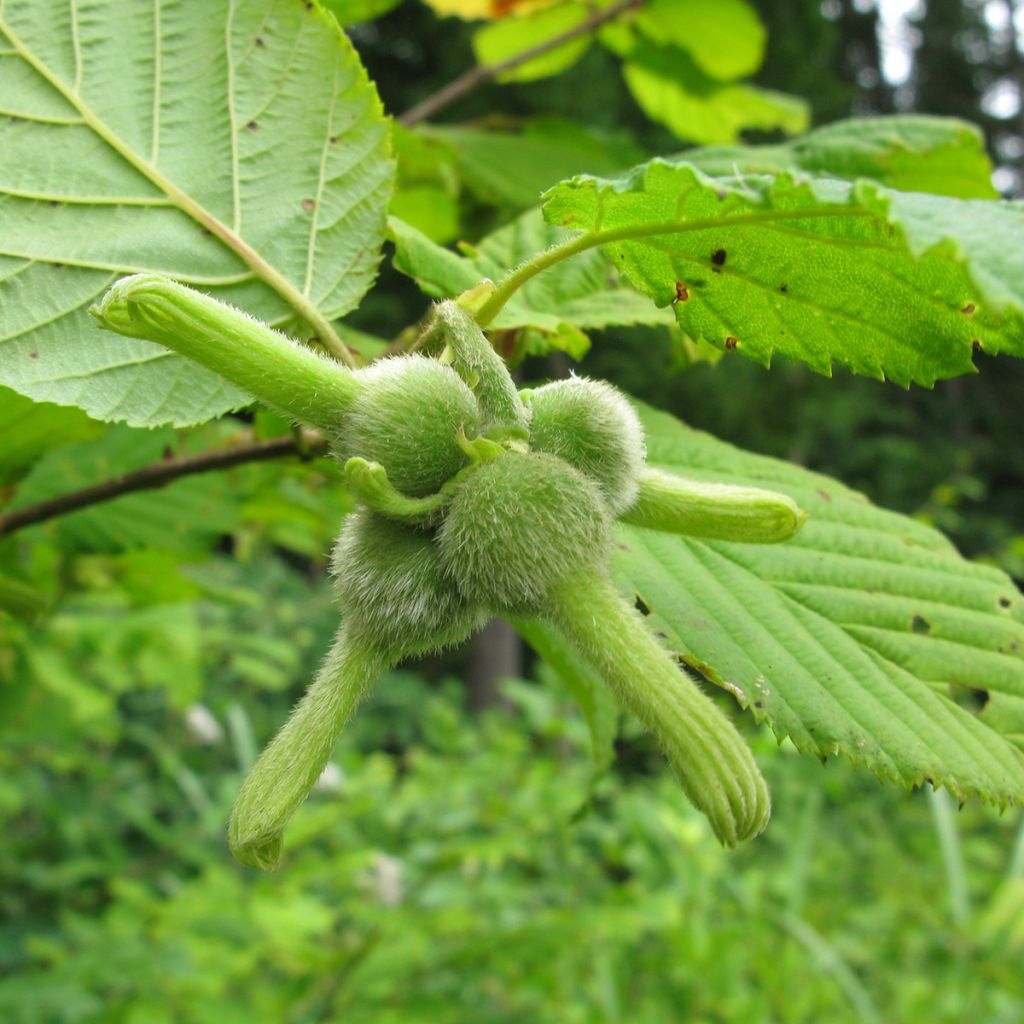 Corylus sieboldiana - Nocciolo giapponese