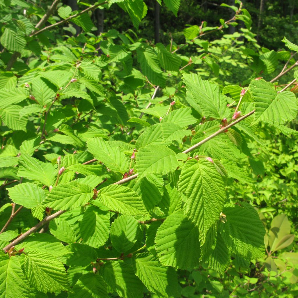 Corylus sieboldiana - Nocciolo giapponese