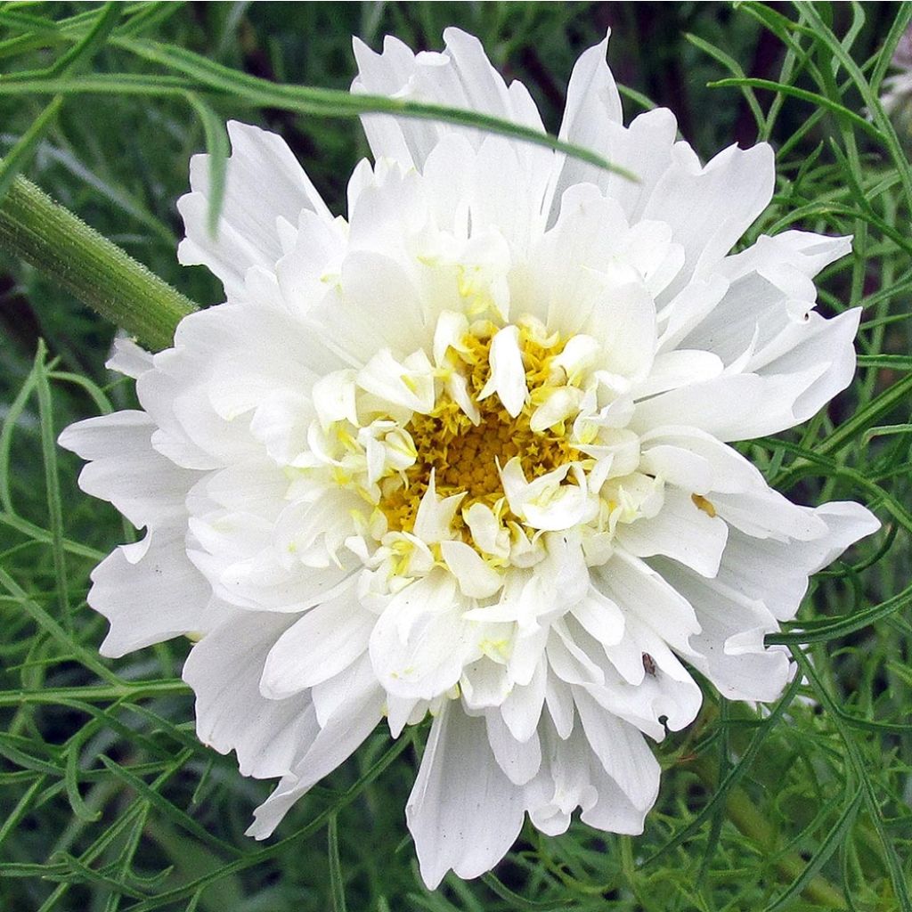Cosmos Double Click Snow Puff - Cosmea
