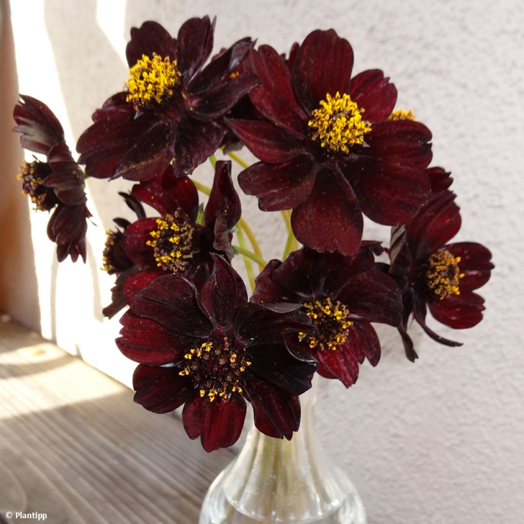 Cosmos atrosanguineus Eclipse - Fior di cioccolato