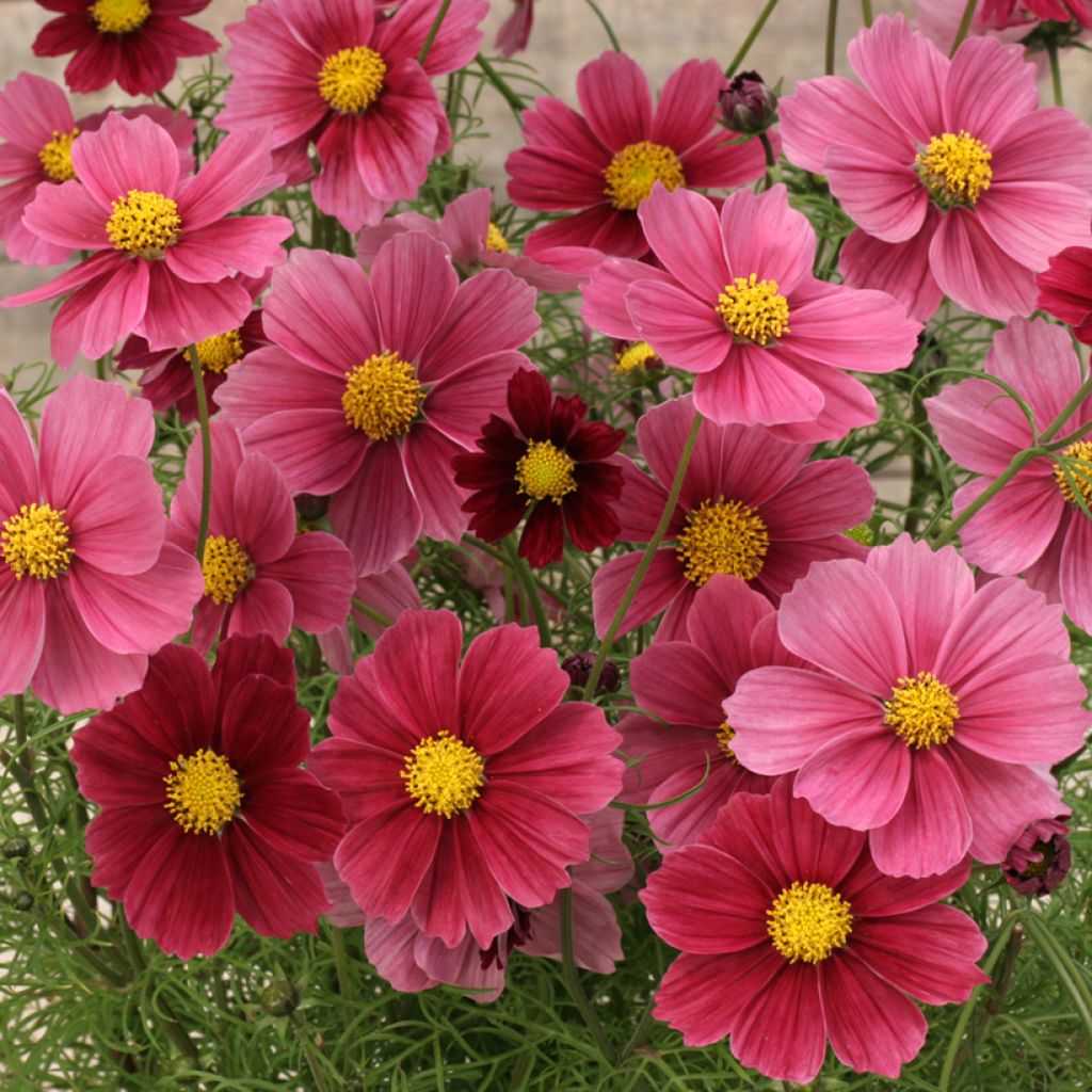 Cosmos Antiquity - Cosmea