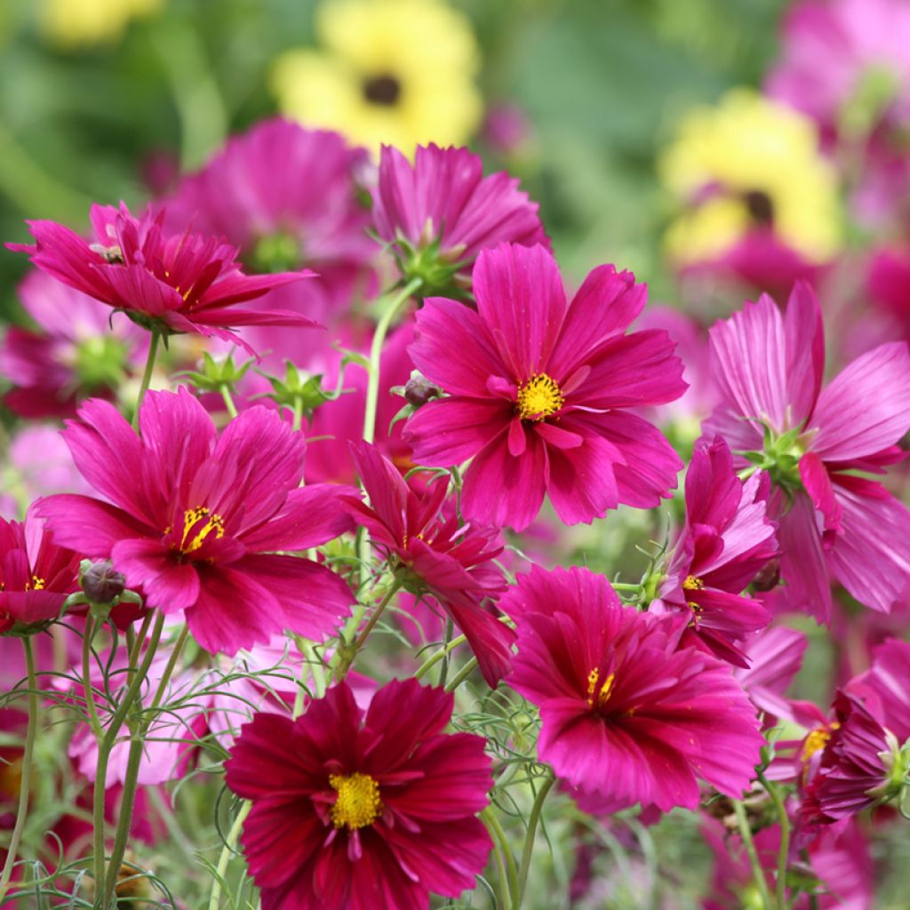 Cosmos Fandango (semi)- Cosmea