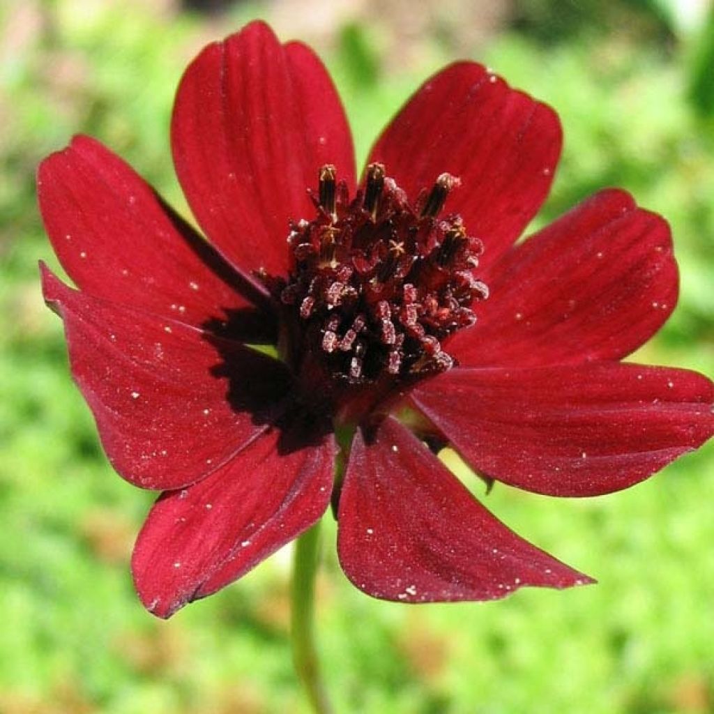 Fior di cioccolato - Cosmos atrosanguineus