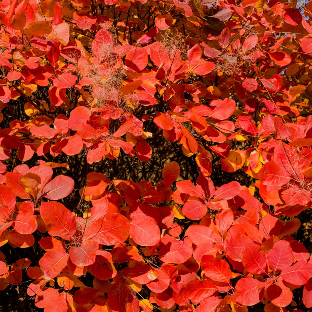 Cotinus Grace - Scotano