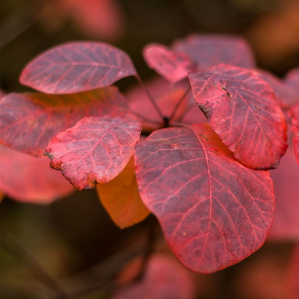 Cotinus Grace - Scotano