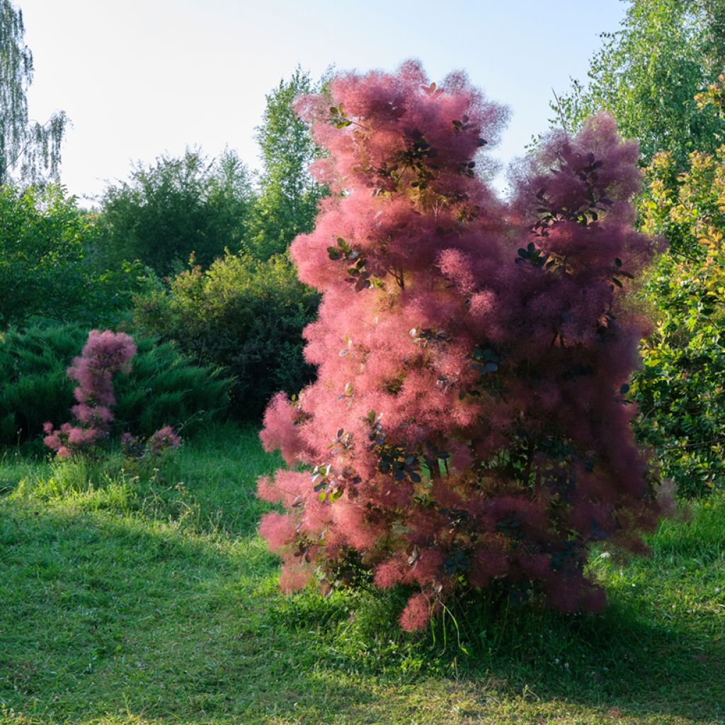 Cotinus coggygria - Scotano
