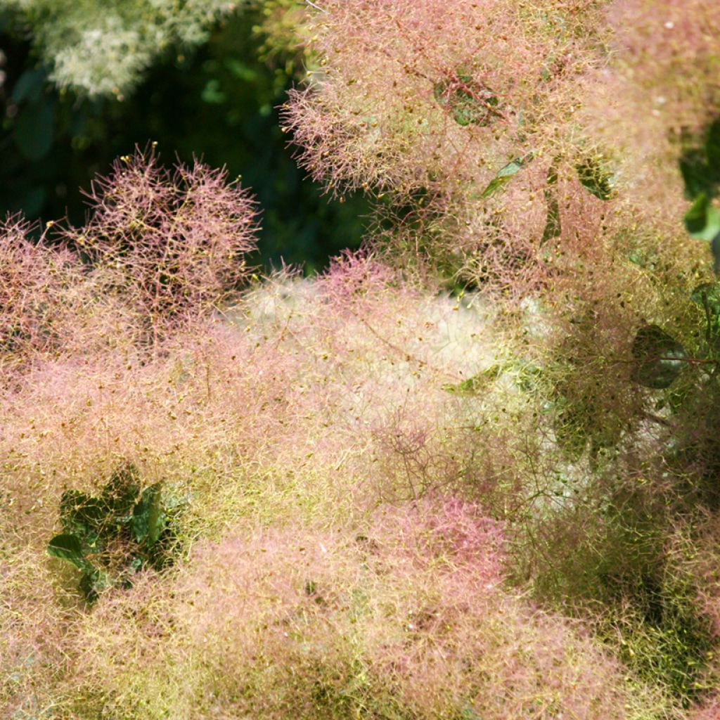 Cotinus coggygria - Scotano