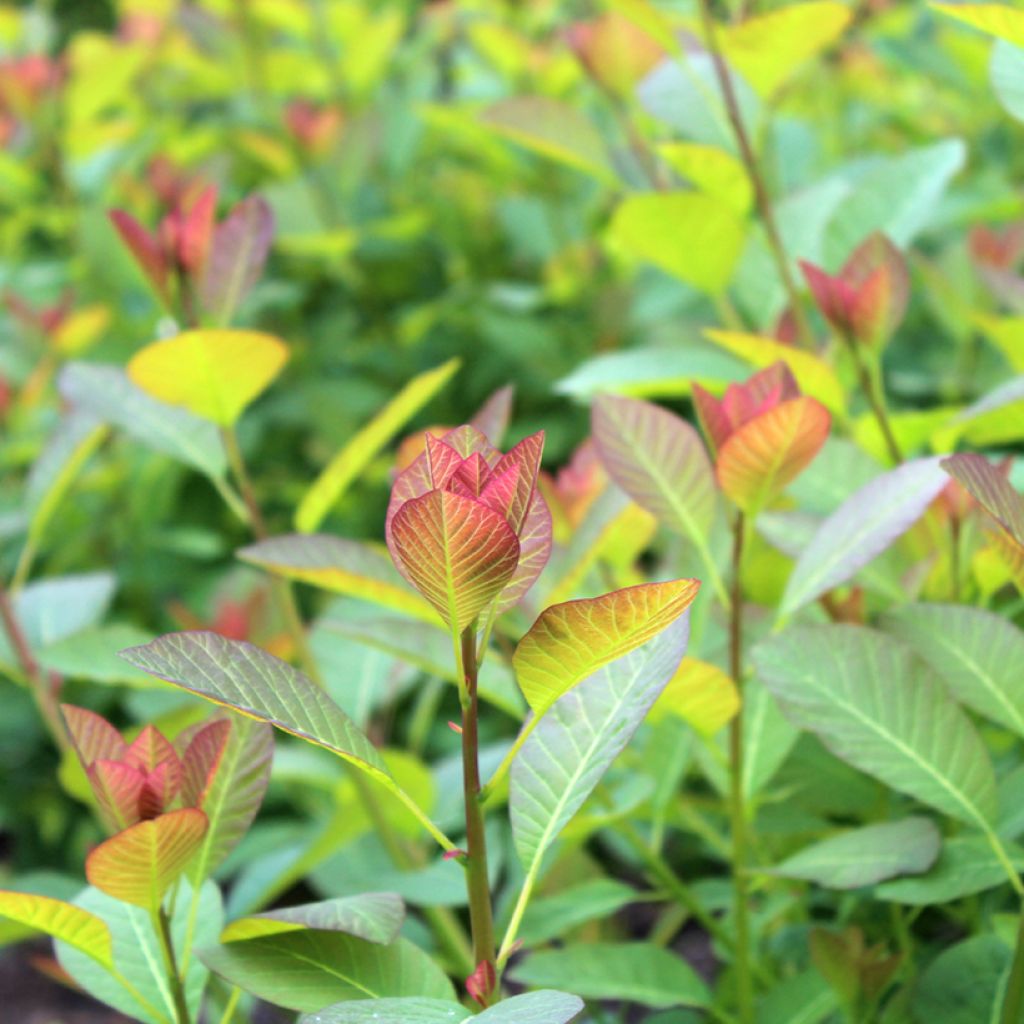 Cotinus coggygria Flame