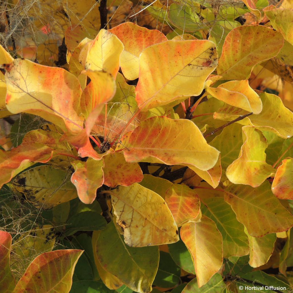 Cotinus coggygria Lemon Lady