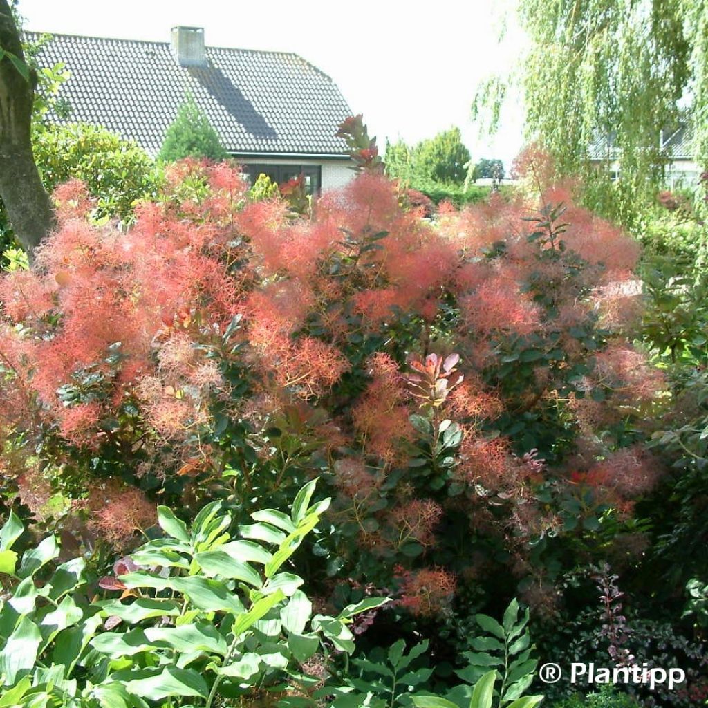 Cotinus coggygria Red Spirit