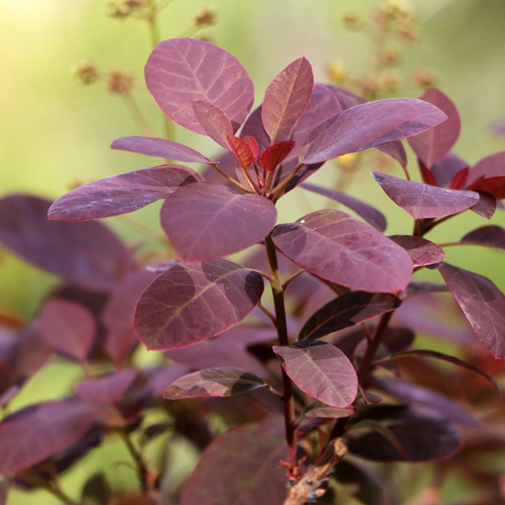 Cotinus coggygria Royal Purple