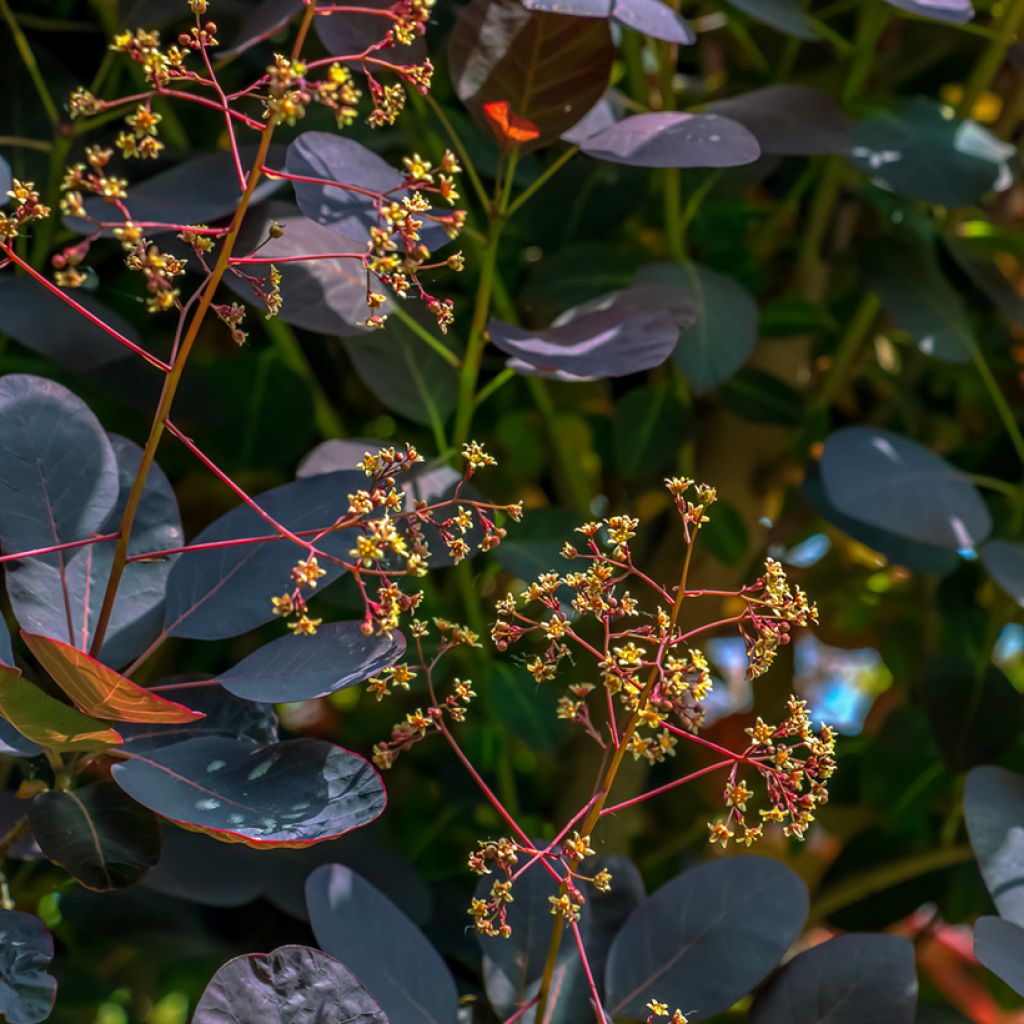 Cotinus coggygria Royal Purple