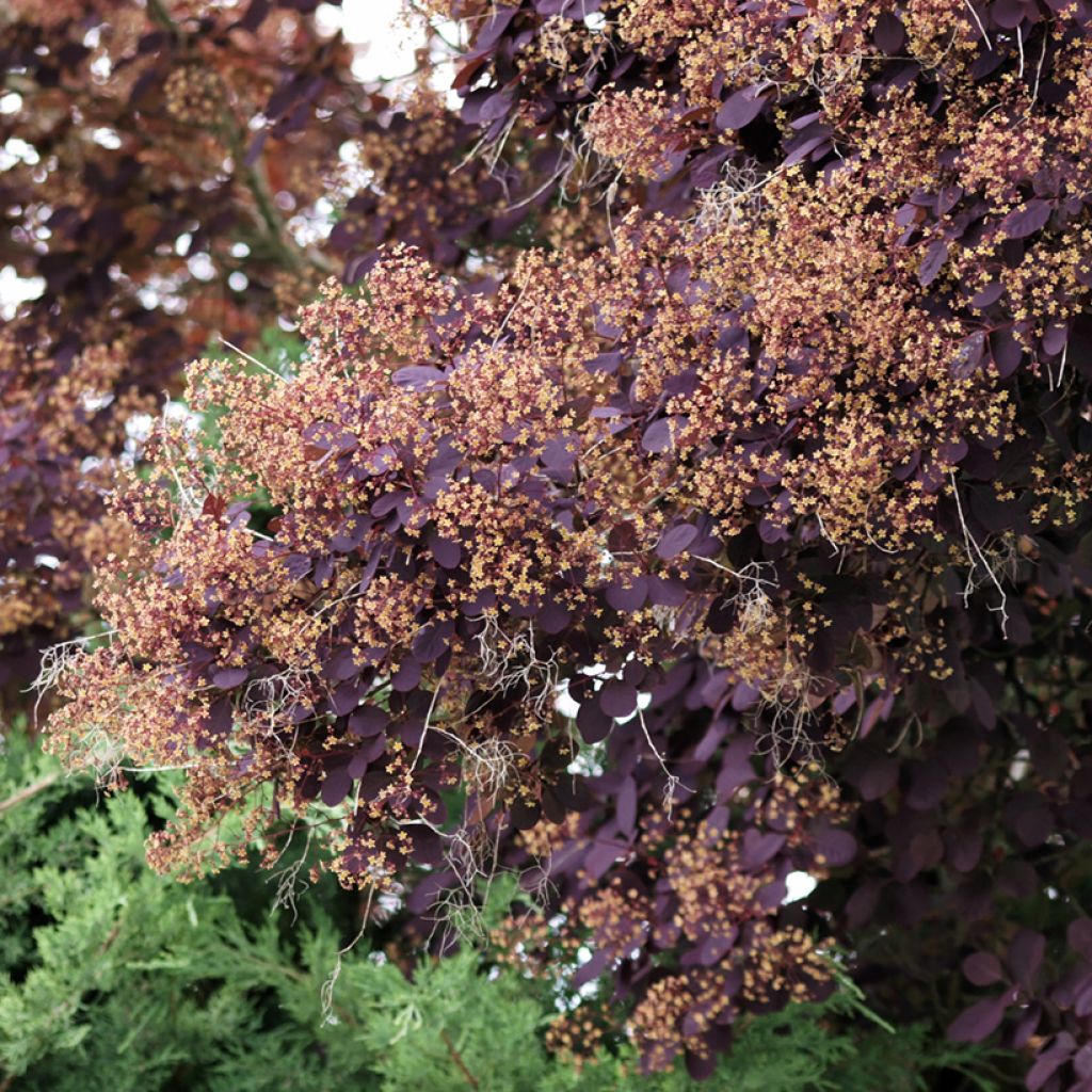Cotinus coggygria Royal Purple