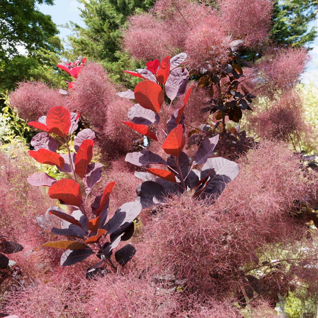 Cotinus coggygria Royal Purple