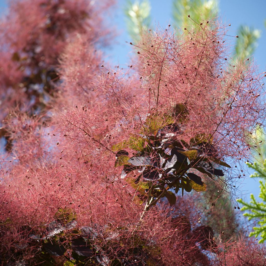 Cotinus coggygria Royal Purple