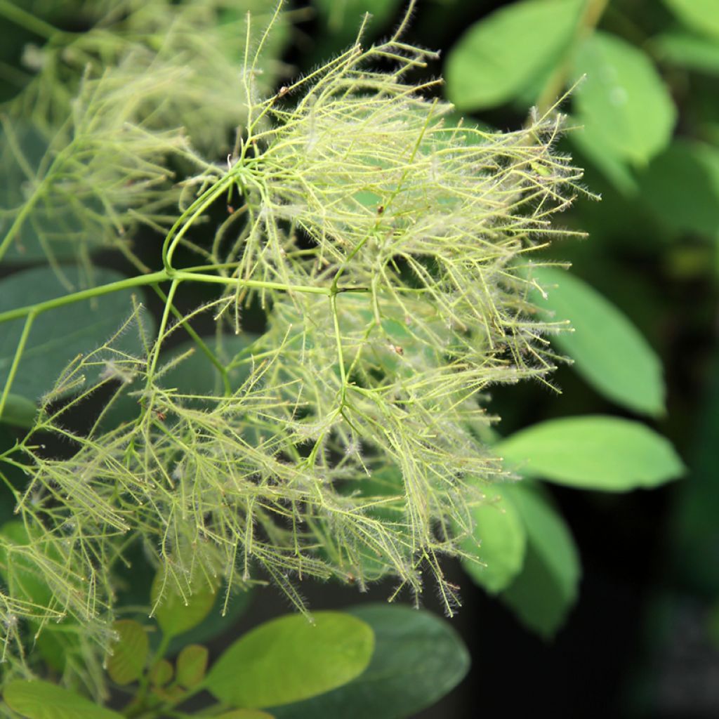 Cotinus coggygria Young Lady