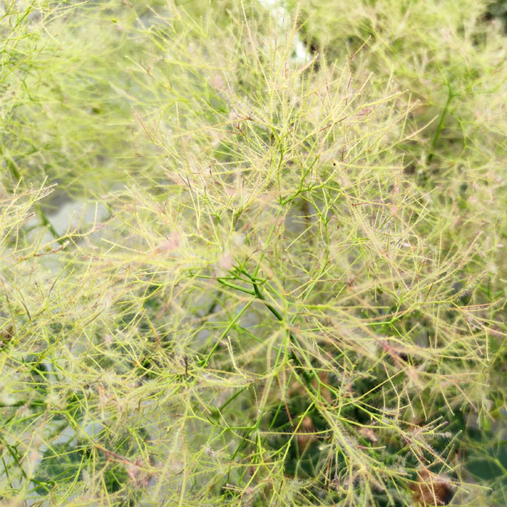 Cotinus coggygria Young Lady