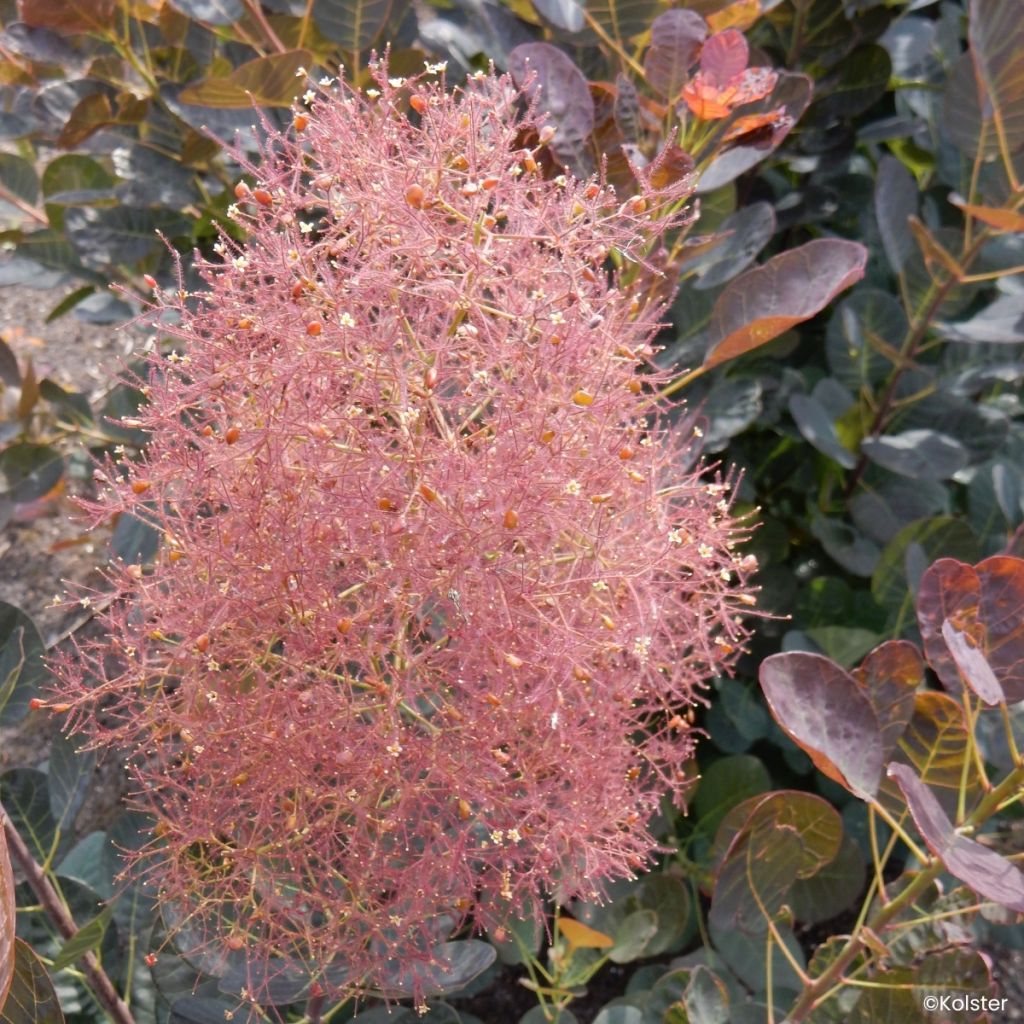 Cotinus coggygria Magical Torch
