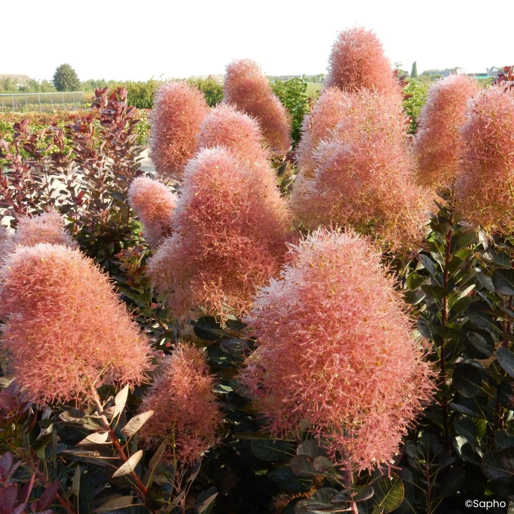 Cotinus coggygria Magical Torch